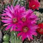 Preview: Echinocereus-vajolet-hybrid